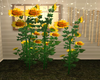 Sunflowers UA