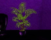 (PD) Plant