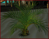 honeymoon island palm
