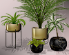 Lux Plant Set