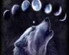 Wolf Poof