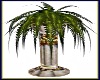 Grecian Pillar Ficus