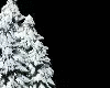 DJ Fir Snow