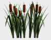 Real Cattails