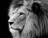 [s]Lion background*