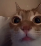 lilpaco4