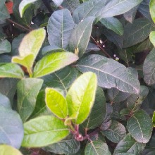 Guest_Hanc1