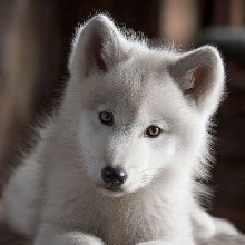koumulberryfawn
