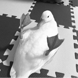 Guest_LolotheMojo