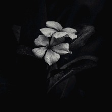 Guest_GRABRIEL559633
