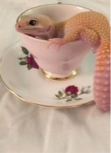 Guest_crazymislizardlady