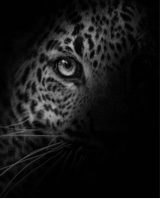 Guest_Mirella604561