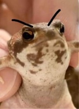 Canvas: epicfrog