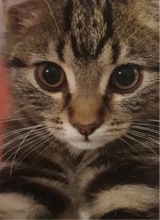 MarziPants