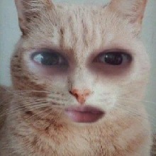 Guest_LeeKnow4