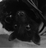 Guest_velvetbatt