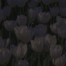 Guest_Any776973