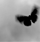 Guest_luvanxme18