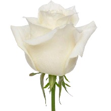 Rose822372