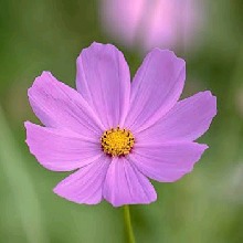 Guest_Mohi10