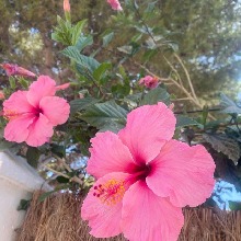 Guest_pinkslay