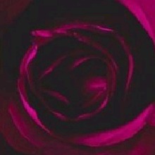 Guest_LeonaVu