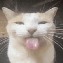 Guest_AlissonXs