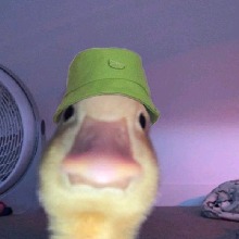 avpic