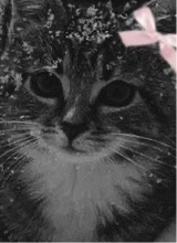 Guest_lily639911