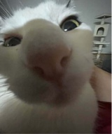 Guest_BrittanyBih420
