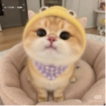 Guest_Nancy6661