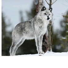 avatarbild