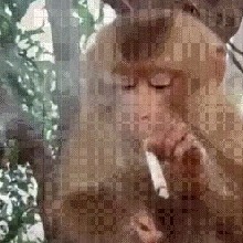 Guest_Menoluiz