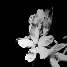 Guest_Anika269898