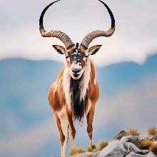 Guest_markhor