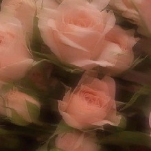 Guest_Iris436301