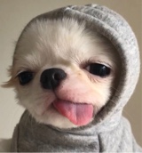 Guest_jonquille2