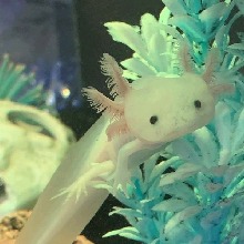 Guest_axolotl35