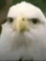 Guest_Spivo2