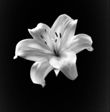 Guest_rose651206