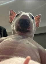 Portrait de l'avatar