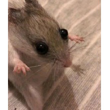 Guest_XxDevilsBabyxX