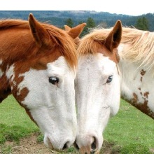 Guest_Stallion08311989