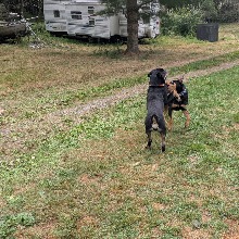 bloodhounds2