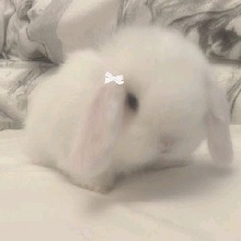 Guest_bunbunnt