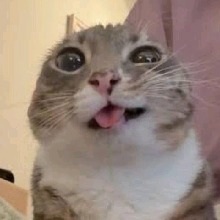 Guest_cutekryptonian
