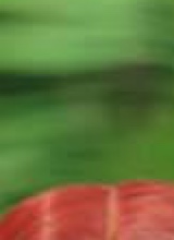 niyahthegoat7