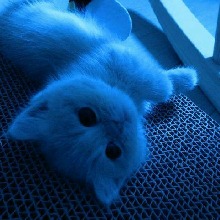 Guest_Priviscrislk