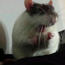 Guest_YoohMenas