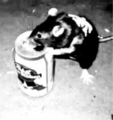 scatrat